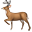 :deer-emoji: